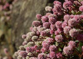 織金頭花蓼 織金頭花蓼
