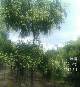 null[豆目蝶形花科植物]