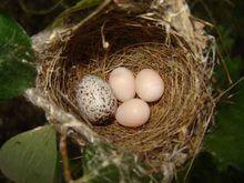 大杜鵑將卵產在寄主的巢內