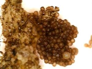 果孢子囊 果孢子囊