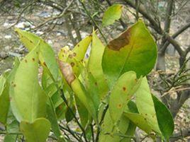 柑桔炭疽病 柑桔炭疽病