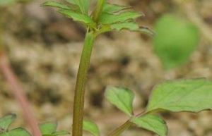 蛇頭細辛 蛇頭細辛