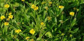 蟛蜞菊[桔梗目菊科植物]