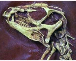 奇齒龍頭骨化石