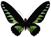 咬鵑翠葉紅頸鳳蝶(雄)