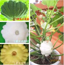 飛碟瓜[園藝植物]