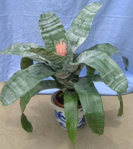 光萼鳳梨 光萼鳳梨