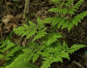 華南鱗毛蕨 華南鱗毛蕨