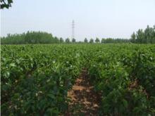 宮裡鎮[山東省新泰市宮裡鎮]