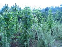 白芸豆特色產業