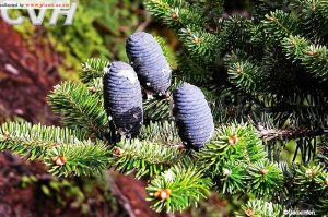 墨脫冷杉 墨脫冷杉