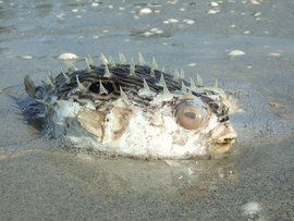 未知生物 未知生物