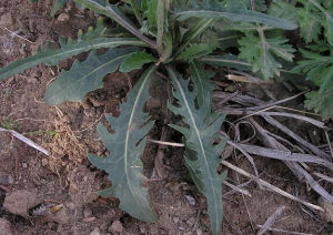 北方還陽參 北方還陽參