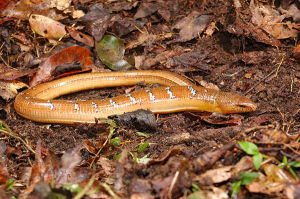 （圖）細脆蛇蜥