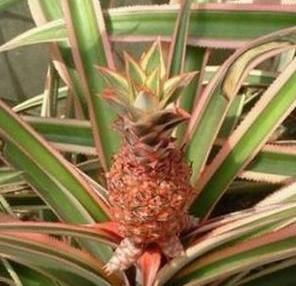 金邊鳳梨 金邊鳳梨