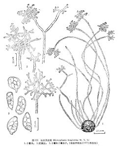 長絲叉絲殼 長絲叉絲殼