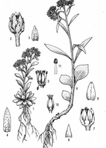 異葉石蓮 異葉石蓮