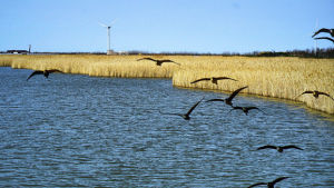 崇明島東部灘涂區 崇明島東部灘涂區
