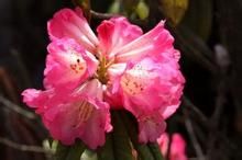 光柱迷人杜鵑 光柱迷人杜鵑