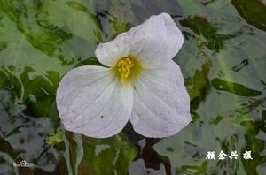 顧餘興原創《龍舌草》攝影圖冊