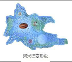 阿米巴 阿米巴