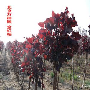 全紅楊小工程苗