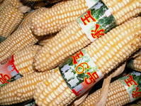 承玉6號 承玉6號