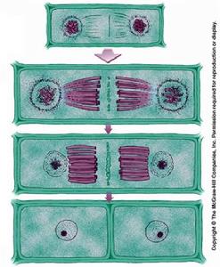 植物細胞成膜體的形成