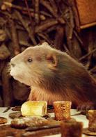 納尼亞傳奇[美國2005年安德魯&middot;亞當森執導電影]