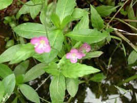 紅花月見草[紅花月見草]