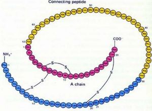 造骨牛奶蛋白 造骨牛奶蛋白