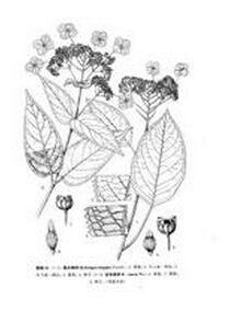 氈毛繡球 氈毛繡球