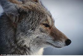 內蒙古草原狼 內蒙古草原狼