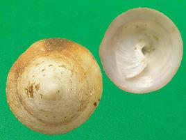 中華舟螺 中華舟螺