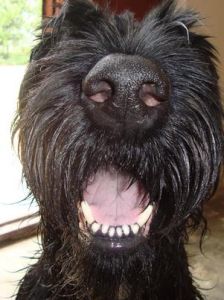 巨型雪納瑞 巨型雪納瑞