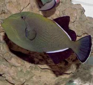 褐副鱗魨 褐副鱗魨