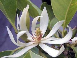 白蘭花[木蘭科含笑屬植物]