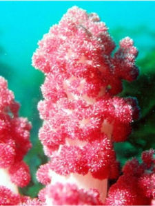 桃色珊瑚 桃色珊瑚