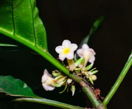 蜘蛛花屬 蜘蛛花屬