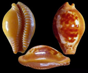 蘇利南寶螺 蘇利南寶螺