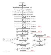 番茄紅素（合成）