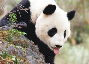 棲地碎裂化 棲地碎裂化