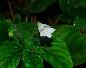 白花異葉苣苔 白花異葉苣苔