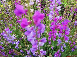 大花棘豆 大花棘豆