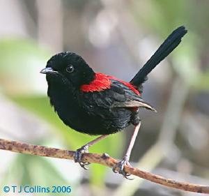 紅背細尾鷯鶯 紅背細尾鷯鶯