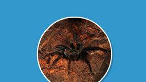 秘魯食雞蛛 秘魯食雞蛛