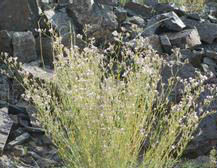 紫萼石頭花 紫萼石頭花