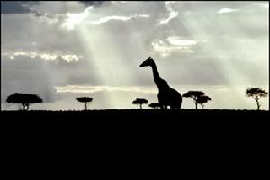 馬賽馬拉野生動物保護區