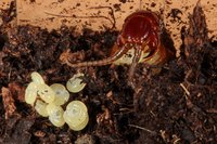 加拉帕格斯巨人蜈蚣