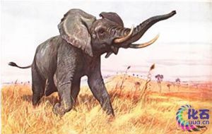 黃河象（師氏劍齒象）復原圖